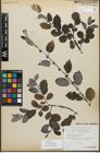 Foto von Salix myrsinifolia Salisb.